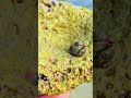 Turban snail Xcalacoco Beach Playa del Carmen Mexico tropical Caribbean Sea tidal pool animal life