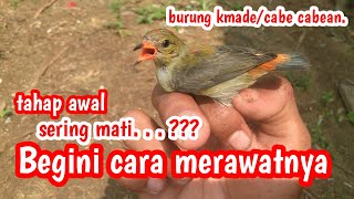 Cara merawat burung kmade, cabe-cabean, cabai bunga api, karseman