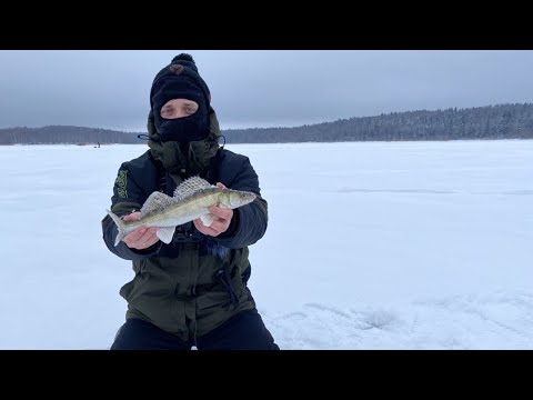 Взяли реванш на Озерне! Первый зимний судак.