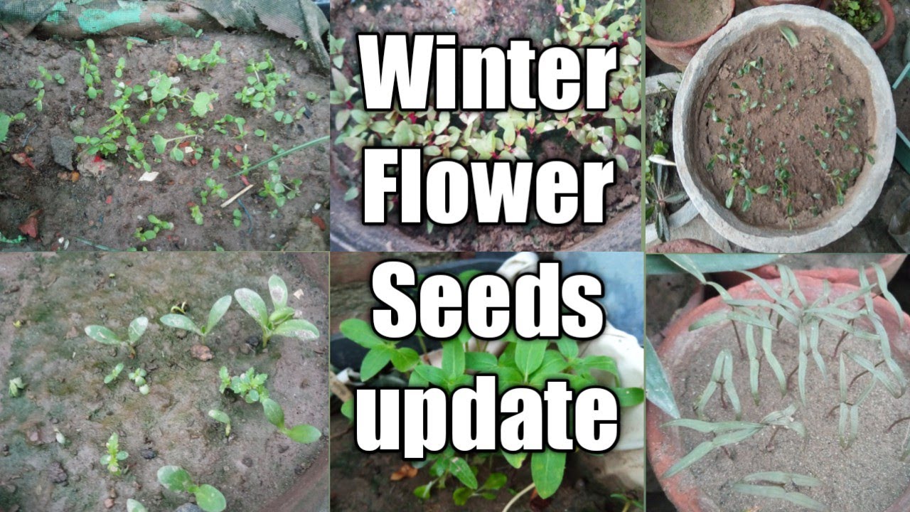 After One Week My Winter Flowers Seeds Update Update Video Winter