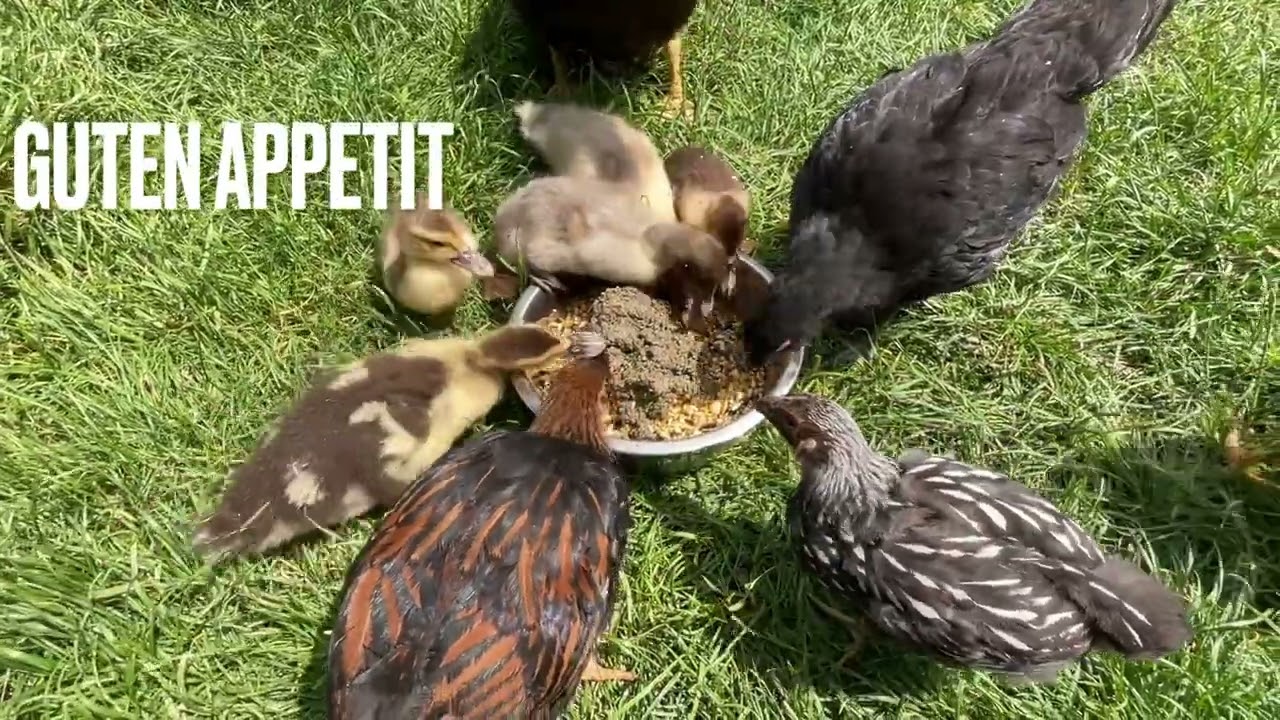 Hanfpresskuchen - SuperFood für Geflügel