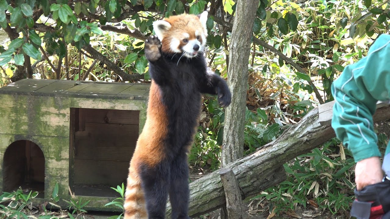 レッサーパンダの威嚇にみんなメロメロ 可愛すぎる姿にファン急増中 Leisurego Leisurego レッサーパンダの威嚇にみんなメロメロ 可愛すぎる姿にファン急増中 Leisurego Leisurego