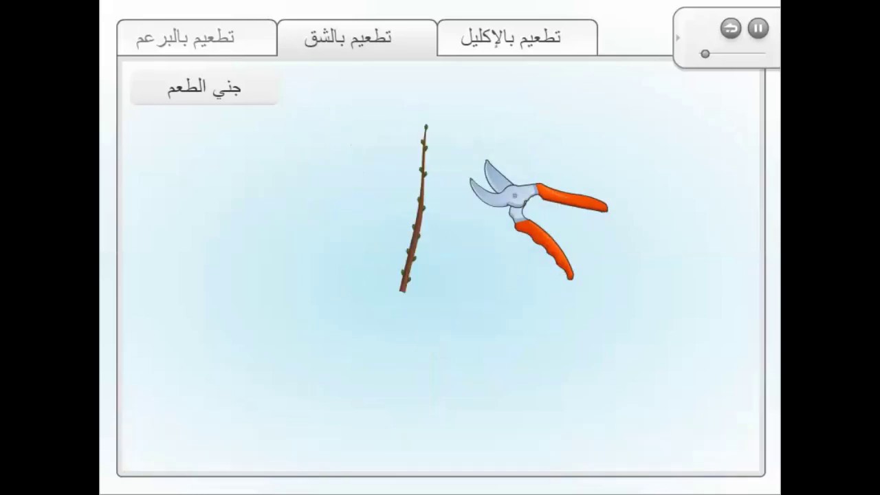 فلاش تعليمي سريع للسنة الأولى متوسط  أنواع التطعيم  الجزء الثالث: التطعيم بالشق