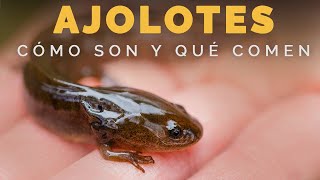 AJOLOTES Que Comen y Cómo Son