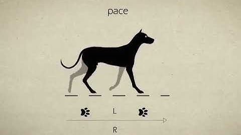 Dog animation reference