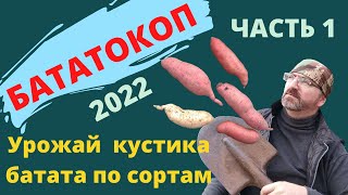 Урожайность кустика батата 2022. Урожайность по сортам батата. БАТАТОКОП ЧАСТЬ 1