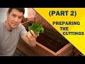 Propagate Plants Like a Pro (Part 2) | Preparing the Cuttings of English Laurel