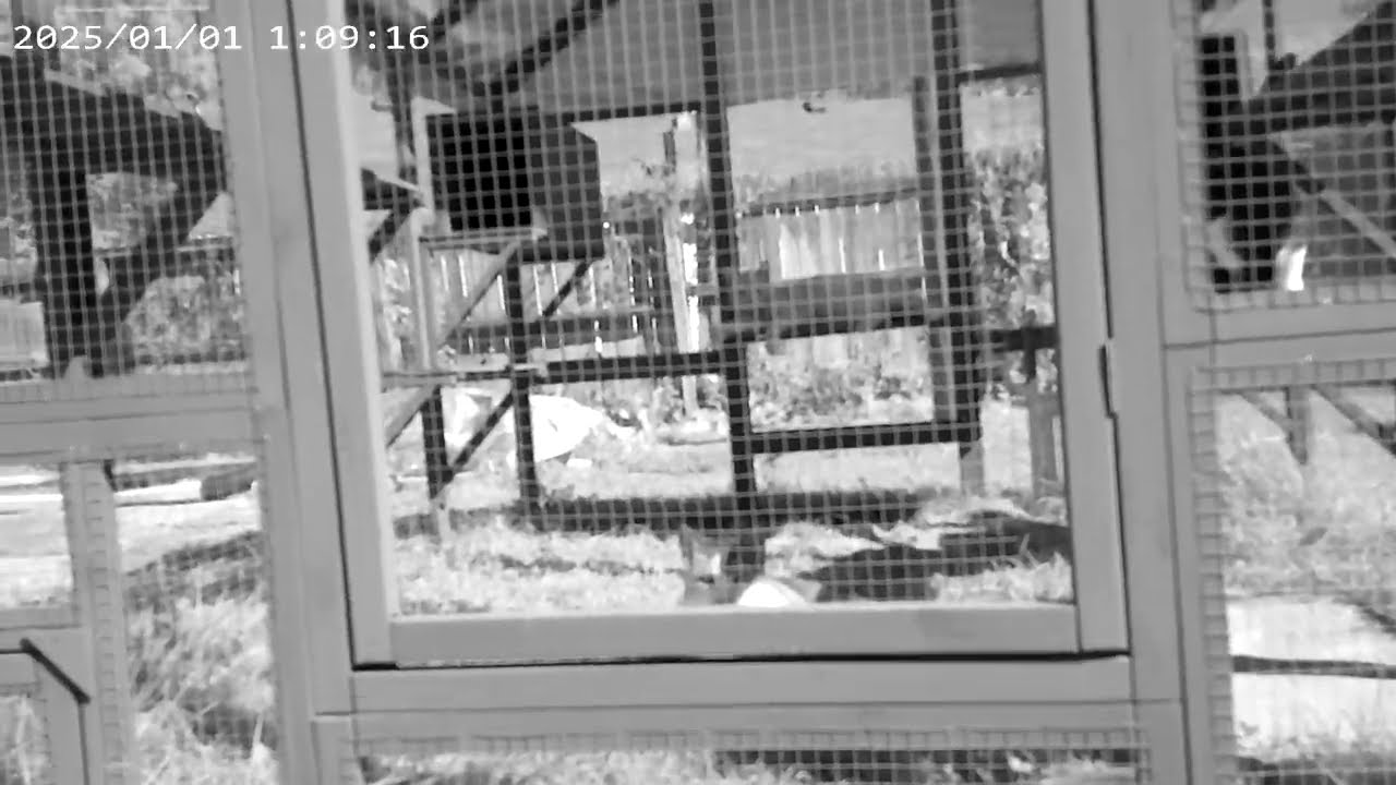 My Cats lounging outside in the catio.