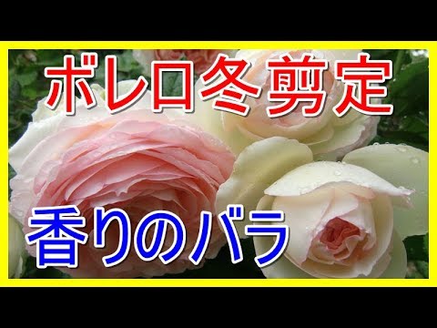 バラの冬剪定 フロリバンダ ボレロ Youtube