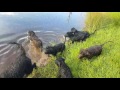 Exercising 12 week old Portuguese Water Dog pups の動画、YouTube動画。