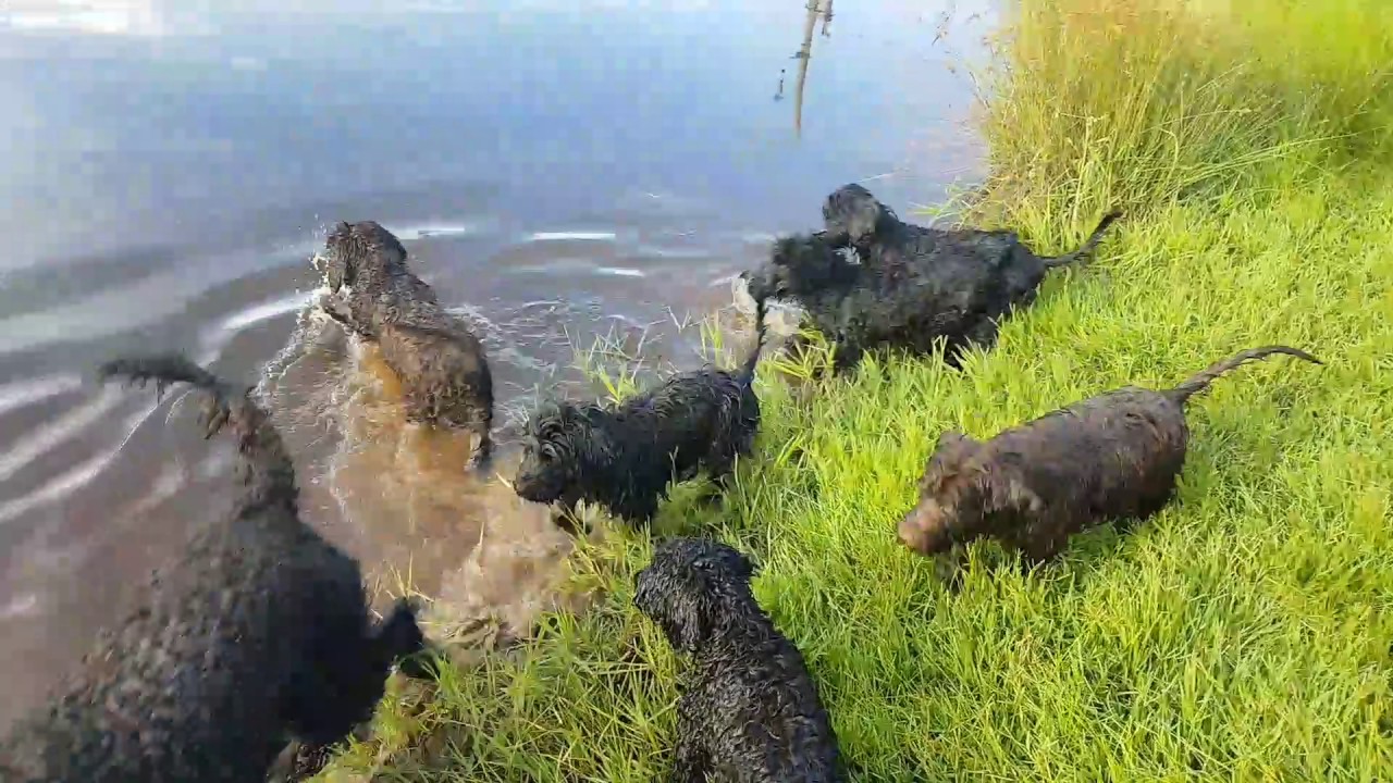 Portuguese Water Dog Rescue Australia Portuguese Water Dog Rescue Australia