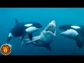 10 Animaux Qui Chassent les Requins