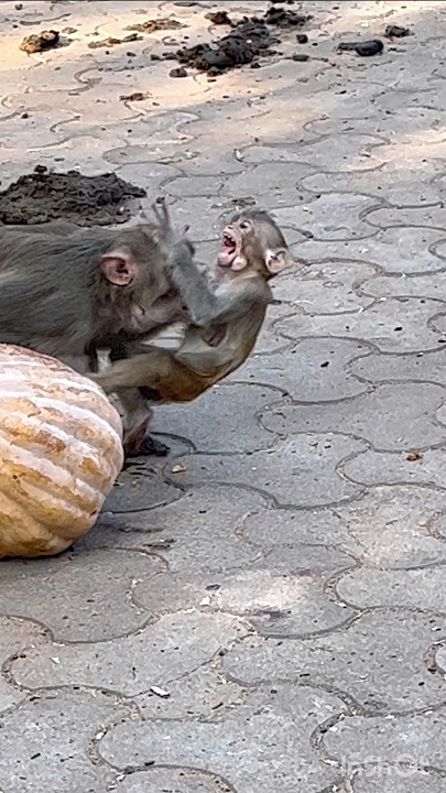 Baby Monkey Faces Terrifying Attack 🔥😱#monkey #attack #babymonkey #shorts #viral