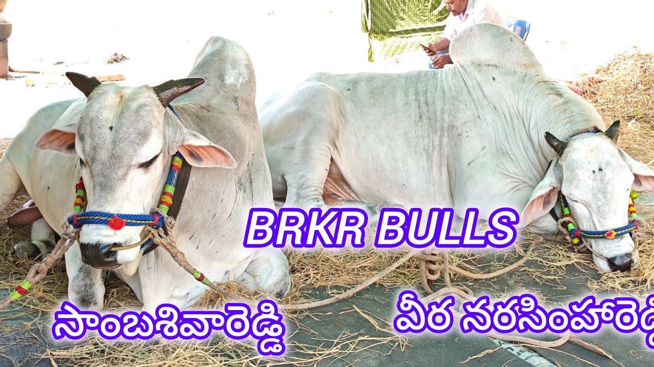 యాడికి సీనియర్స్ వచ్చిన జత BRKR BULLS (సాంబాశివారెడ్డి 💥 వీర నరసింహరెడ్డి )  పెద్దకొట్టాల గ్రామం..