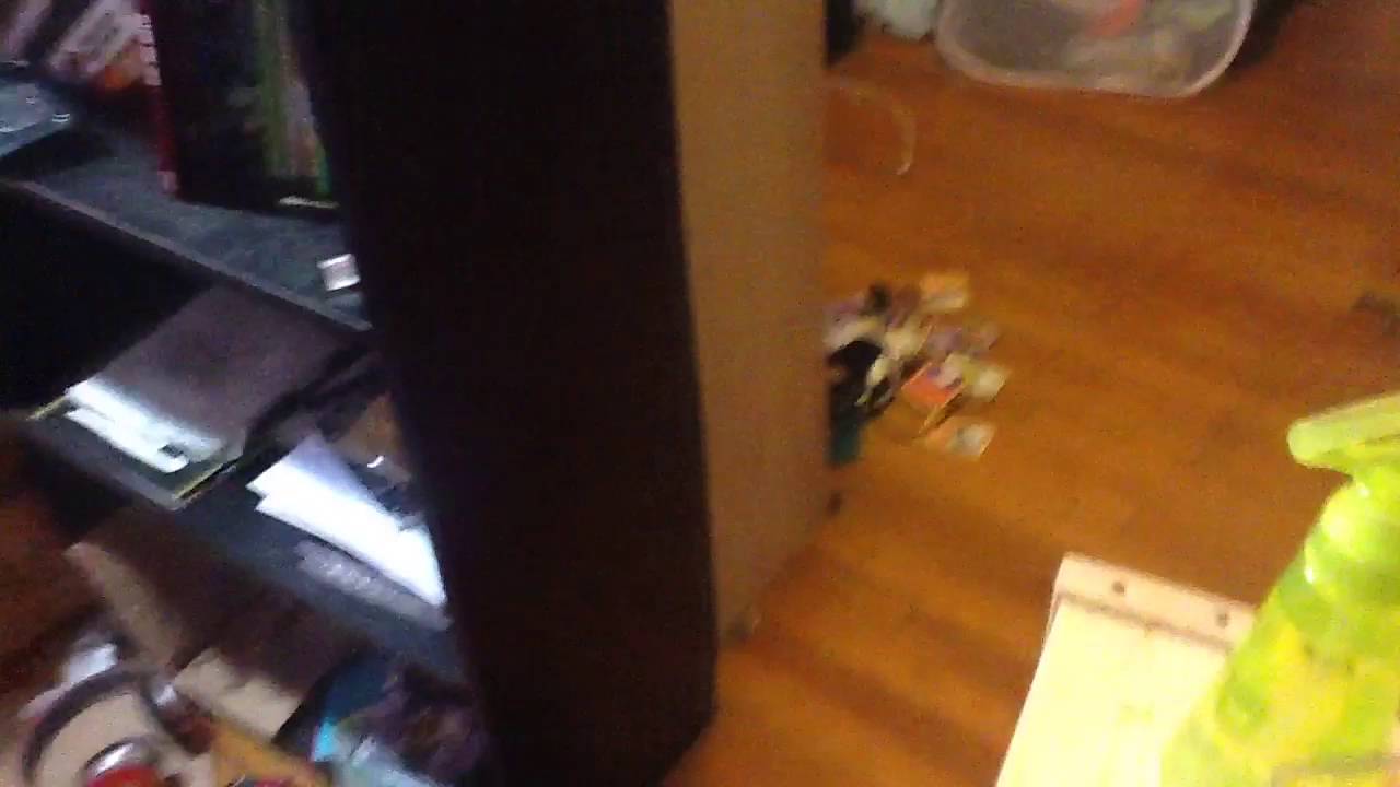 Scolopocryptops sexpinosus ( rehouse)