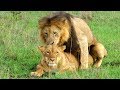 Lions Mating in National Park