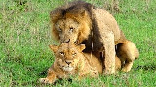 Lions Mating in National Park