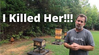 RidgeLife: I Killed the QUEEN!!! |How To Combine Colonies with the Paper Method