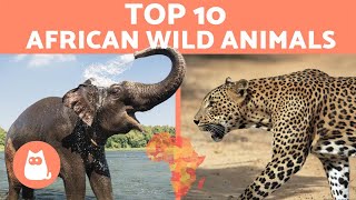Animals of Africa - 10 WILD ANIMALS from the African savanna