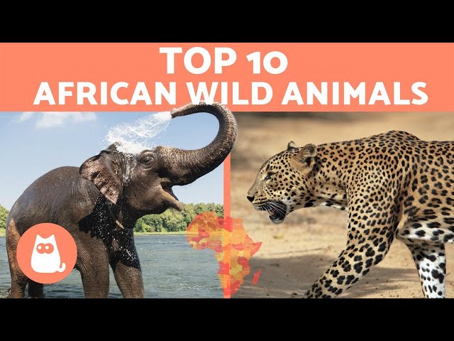 Animals Of Africa - 10 Different Wild Animals