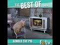 The Best of Arnold the Pig | Green Acres