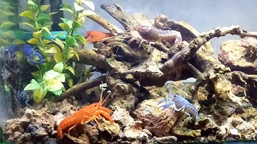 NGẮM CÁ THƯ GIẢN | CÁ CẢNH NHẬT TOÀN GÒ CÔNG