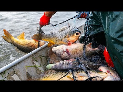 Video: Pai Ikan Amerika Dengan Cendawan