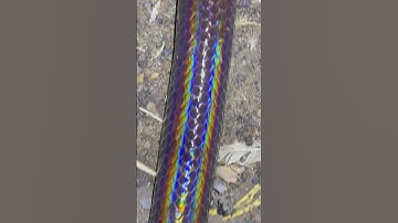 Con rắn có màu sắc óng ánh như bảy sắc cầu vồng #snake #birds #수초어항 #funny #animals