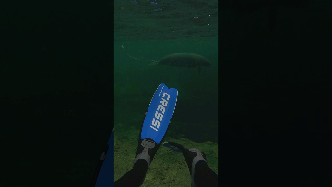 Free With Ri - 45 #Cressi Freediving Fins