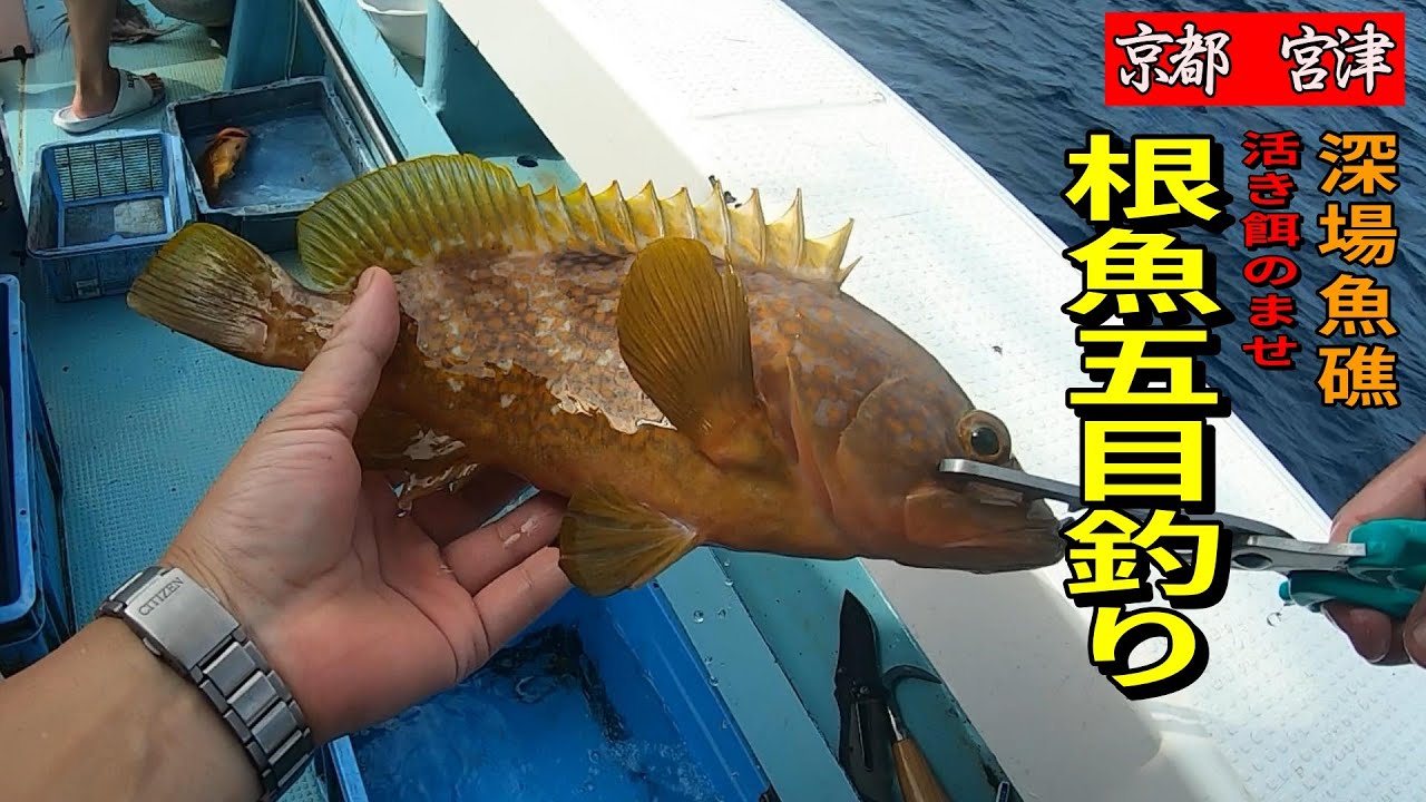 《京都・裕凪丸》深場魚礁で高級根魚五目釣り　2022 8 15 活けエサ釣り