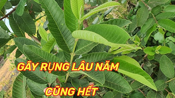 LÁ ỔI- Trị rụng tóc ,gãy ,khô xơ  .Kích thích tóc mọc lại mềm mượt không tốn tiền .