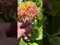 5 gorgeous zinnia flowers types you&rsquo;ll want in your garden | cut flower farm