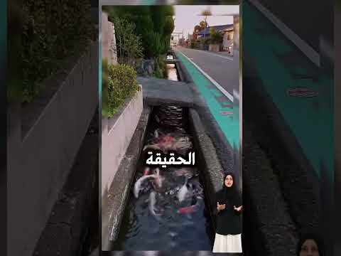 من كارثة طبيعية إلى رمز للجمال أسماك الكوي في شوارع شيمابارا