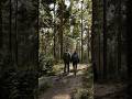 Evermotion ARCHMODELS VOL. 308 - forest biomes