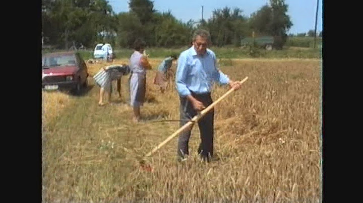 Žetva kod Jozice 9.7.1992.