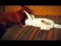 Кот против Собаки - Cat vs Dog