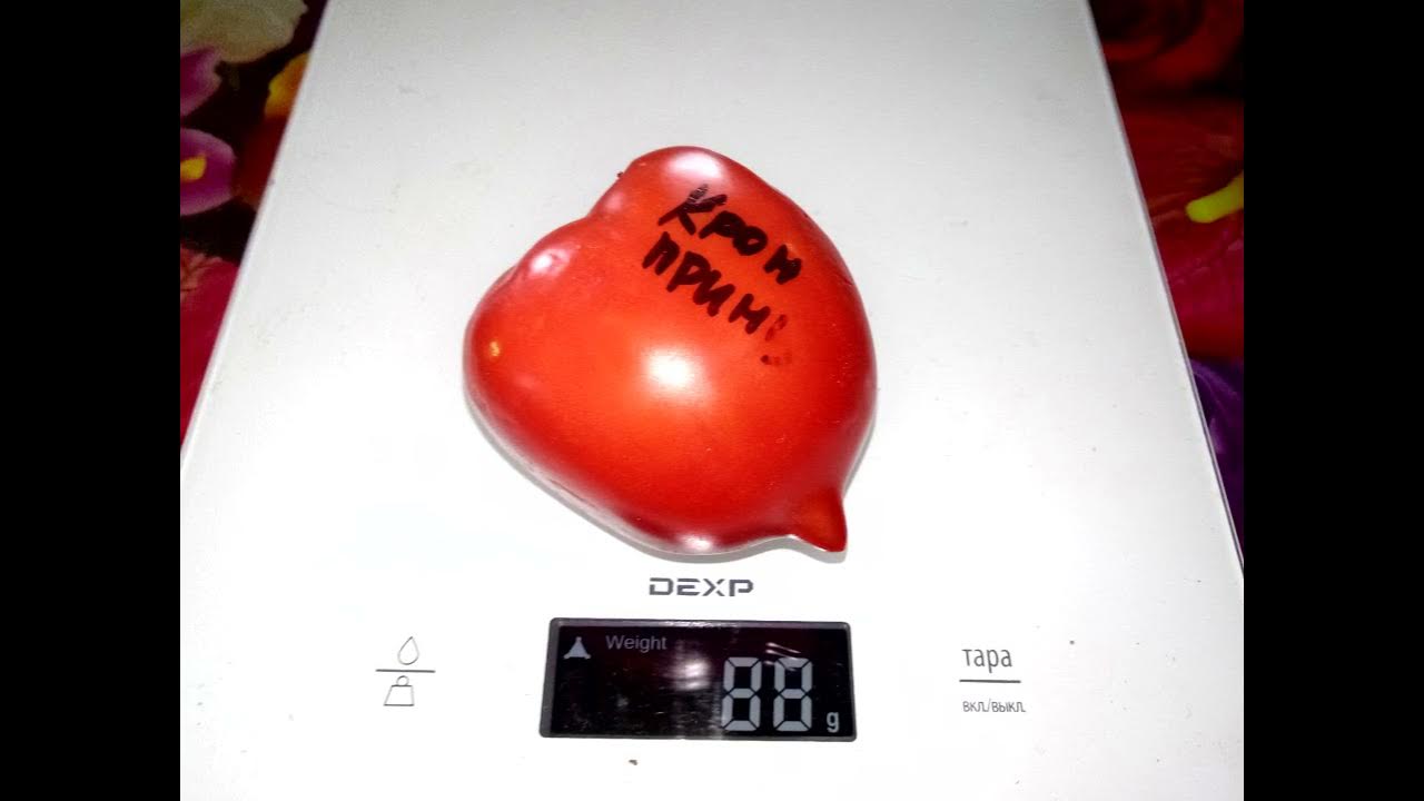 Томат Кронпринц - YouTube