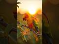 Story beautiful animals. 🐆🐒🐤🦜🐦 #animals #birds