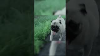 Do you remember this ad? #trending #youtubeshorts #viral #explorepage #advertising