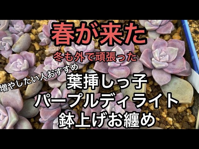 専用‼︎多肉植物^o^ む　今だけ❣️葉挿し赤ちゃんパープルデイライト2コセット