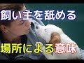 【愛犬のための知識】飼い主を舐める時の、舐める場所による意味【犬を知る】