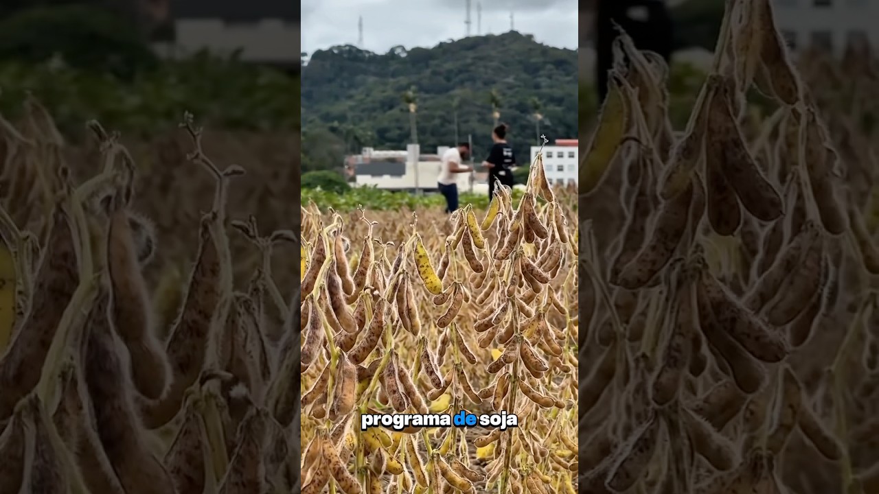 Pesquisas para melhoramento da cultura da soja - com Felipe do Departamento de Agronomia da UFV
