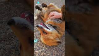 Uncovering The Uniqueness Of The Fox That Inspired Kurama In Naruto