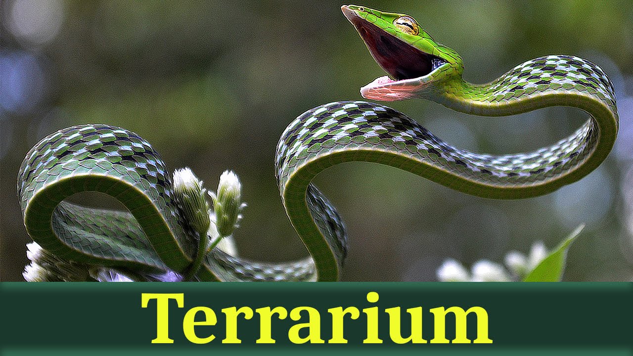 Длиннорылая плетевидка, или носатая плетевидка (лат. Ahaetulla nasuta)