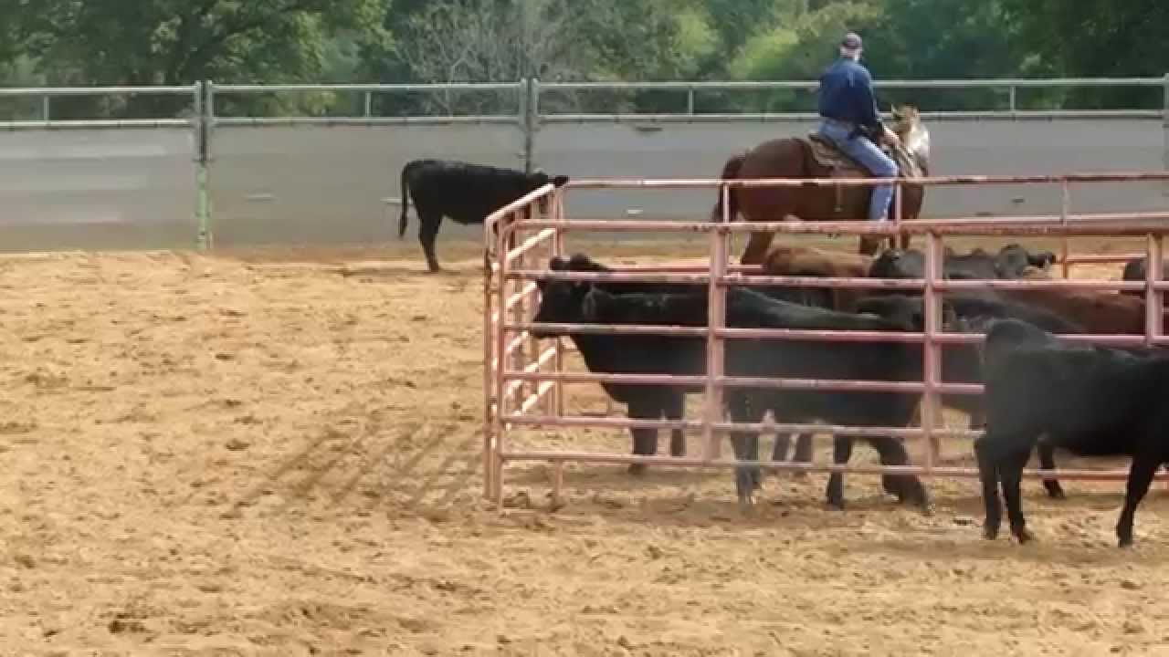 2 yr old AQHA Gelding Cutting horse for sale YouTube