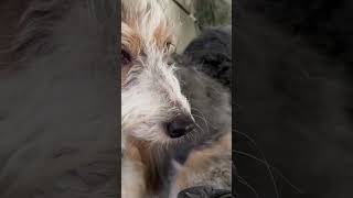 Bearded Collie Transformation