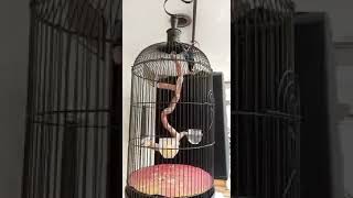 Download Lagu Rambatan Doraemon Gacor ( Masteran ) 👍 MP3