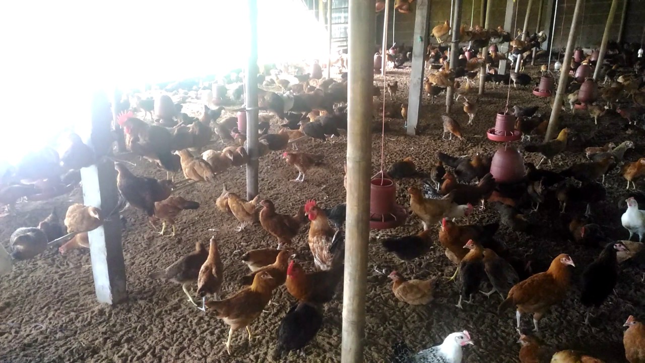 The Poultry Farming Is The Most Popular