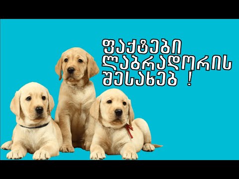 ფაქტები ლაბრადორის შესახებ !