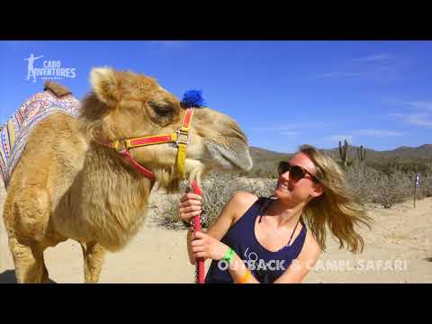 Vídeo: Passeio de camelo em Los Cabos com a Cabo Adventures